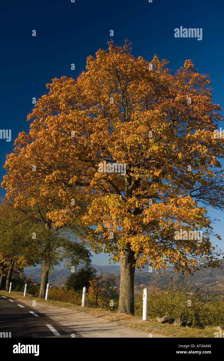 L'Érable de Norvège en automne couleur Acer platanoides France Banque D'Images