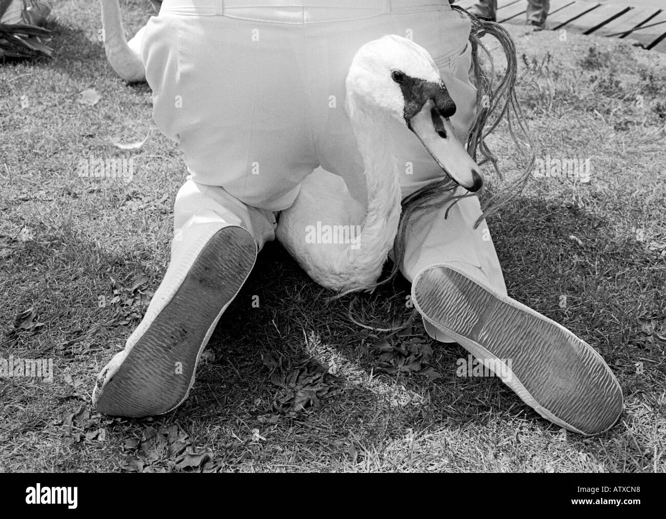 Un cygne est marquée enregistrée tenue entre les jambes d'un cygne haut sur les rives de la Tamise au cours de la rite annuel Banque D'Images