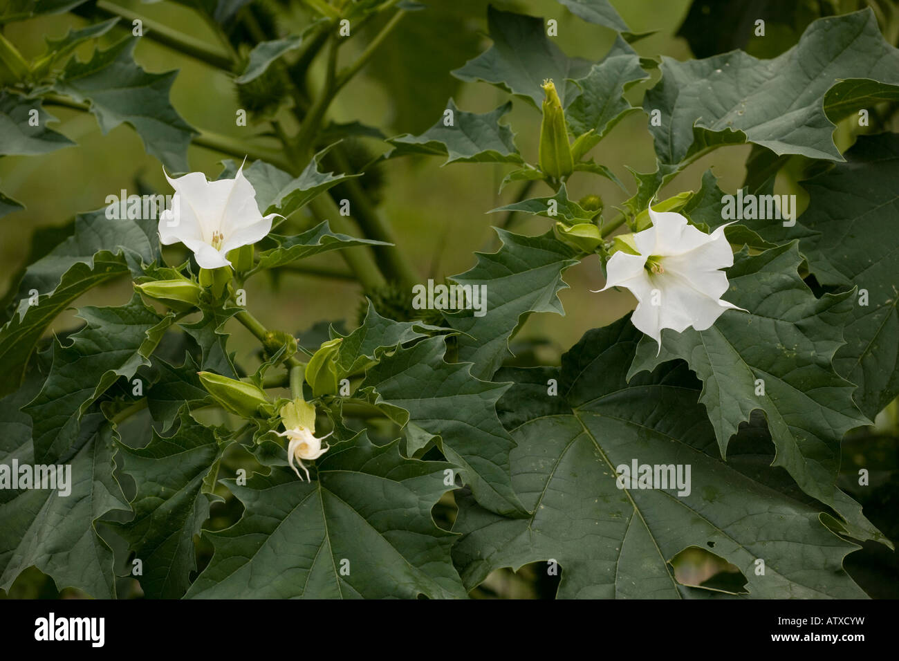 Thorn Datura stramonium Apple en fleurs et fruits naturalisée en UK Banque D'Images