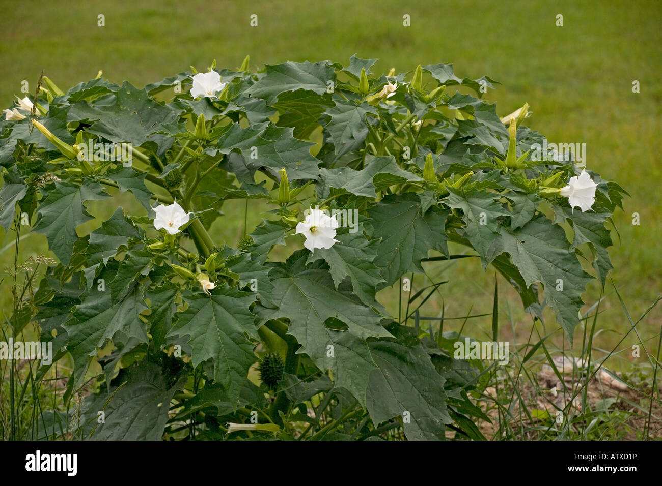 Pomme de thorn, Datura stramonium, en fleurs et fruits naturalisés au Royaume-Uni Banque D'Images