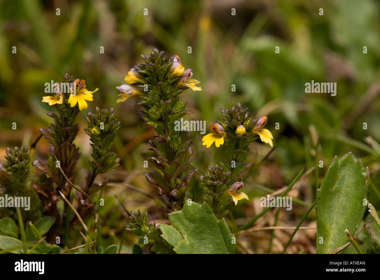 Les yeux nains, Euphrasia minima, dans les Alpes françaises des prairies  alpines Photo Stock - Alamy