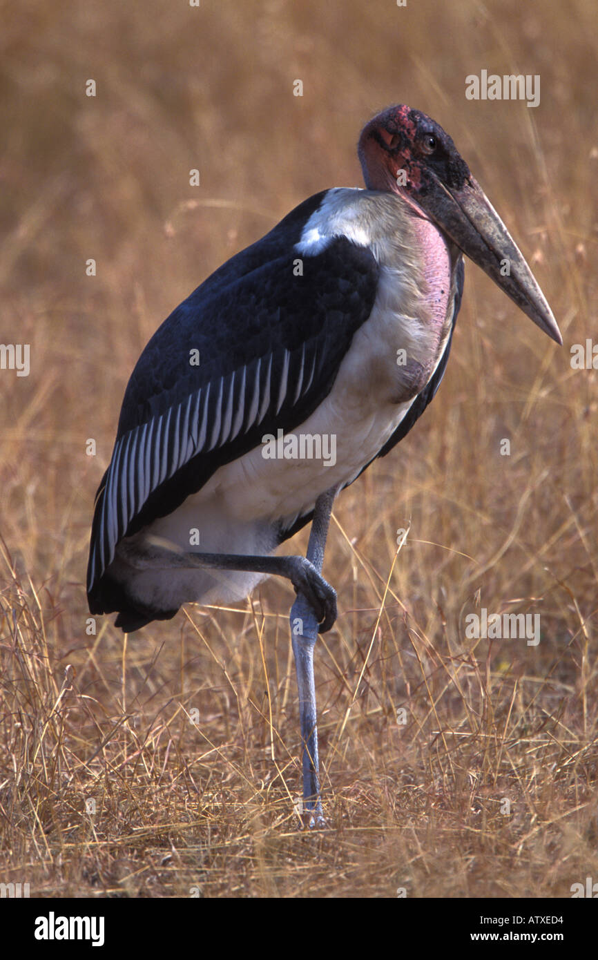 Maribou Stork debout sur une jambe dans le Masai Mara au Kenya Banque D'Images
