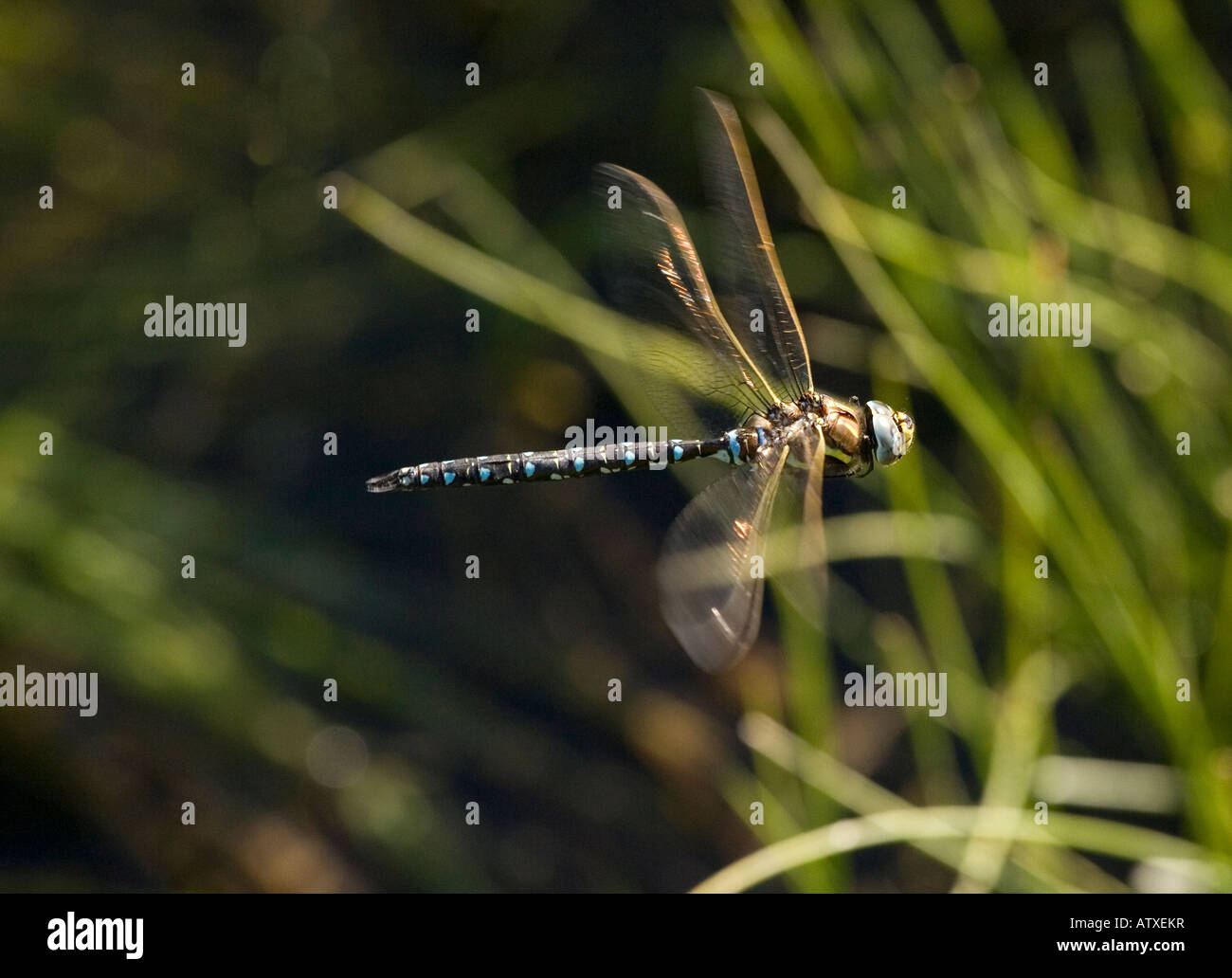 Moorland Hawker, ou Common Hawker, Aeshna juncea, mâle en vol; insecte territorial Banque D'Images