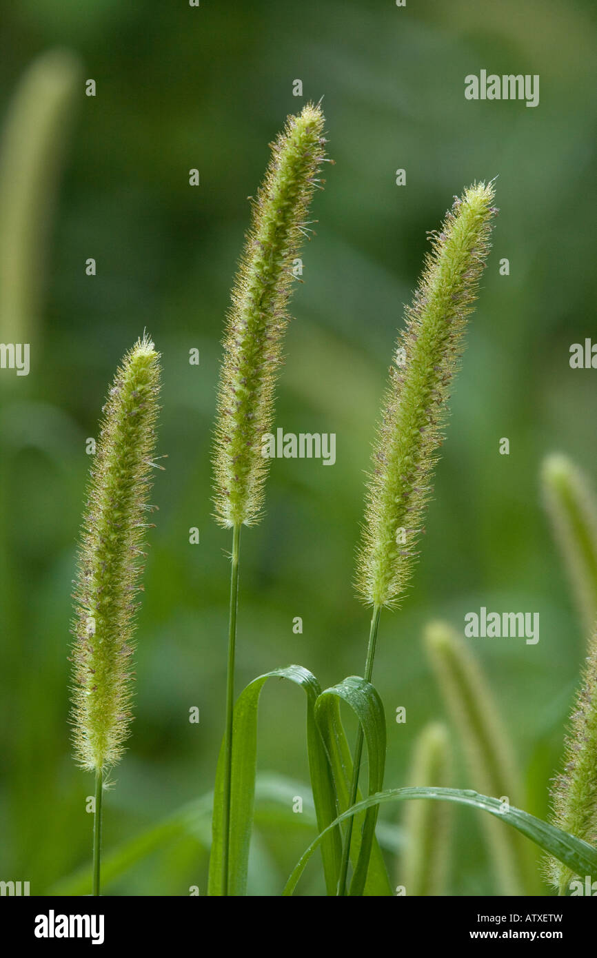 Le millet Foxtail (Setaria italica), close-up Banque D'Images