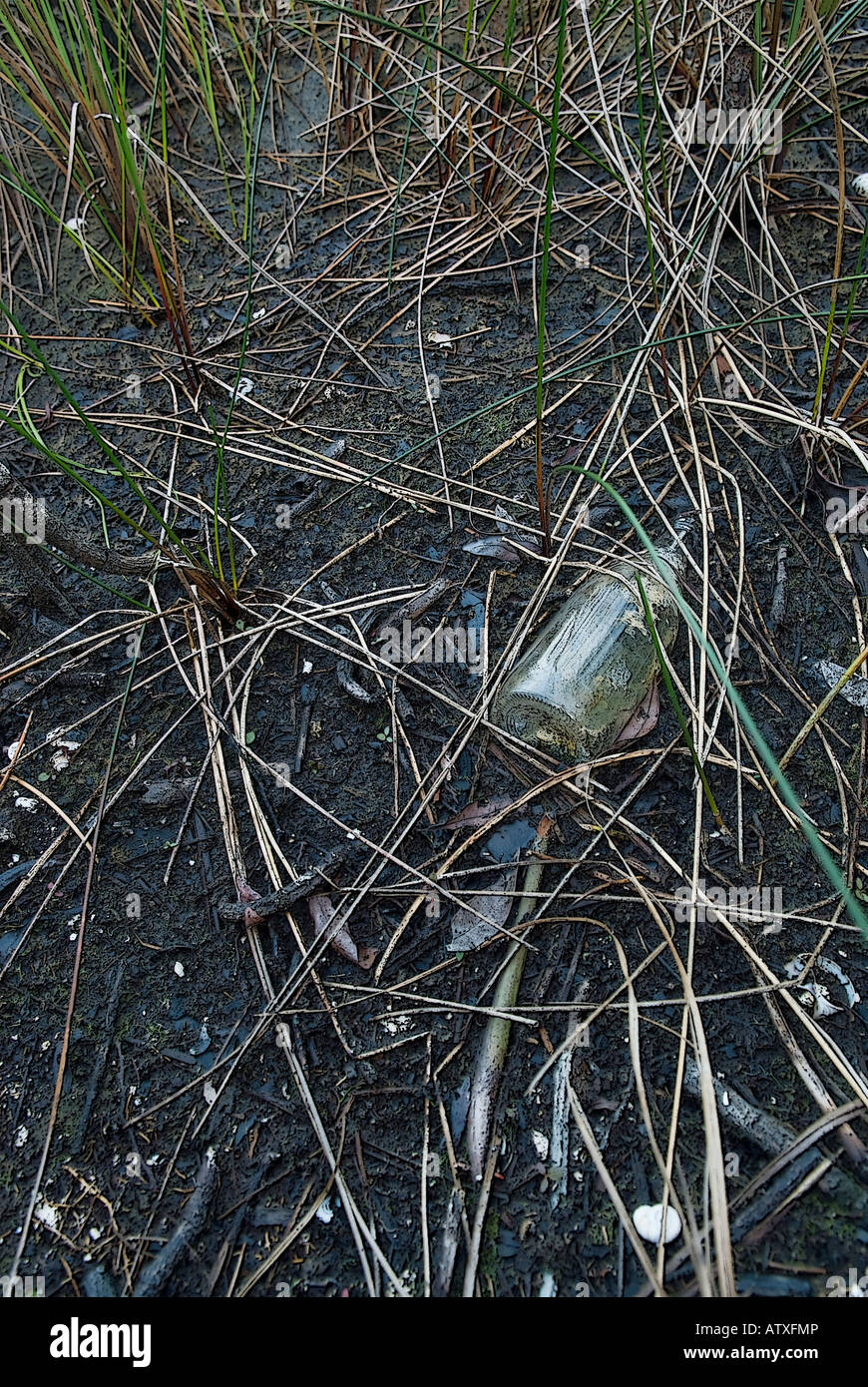 Jeter le flacon en verre dans le sol sec et carex des Everglades Banque D'Images