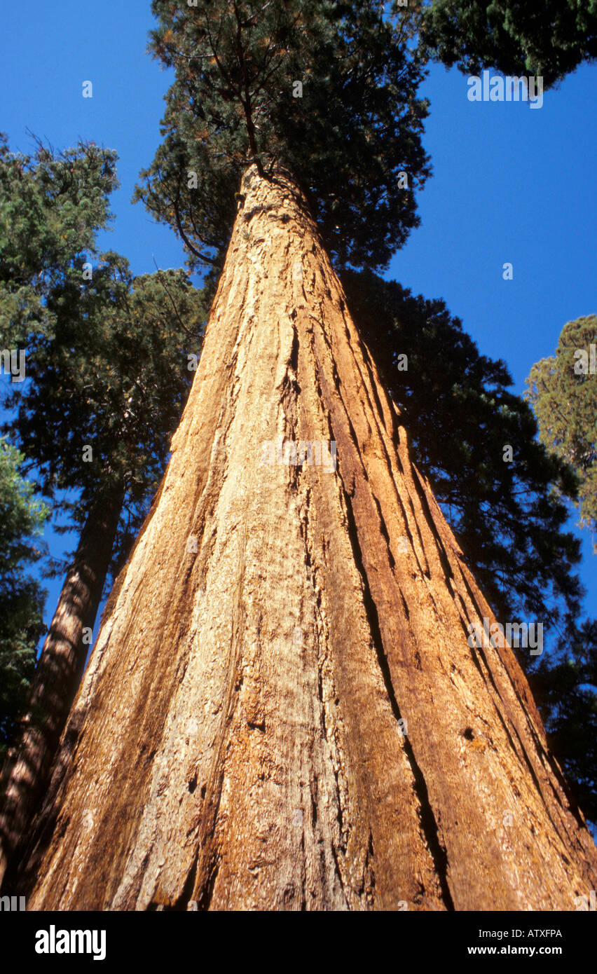 Mariposa Grove Forest en Californie États-Unis d'Amérique Amérique du Nord Banque D'Images