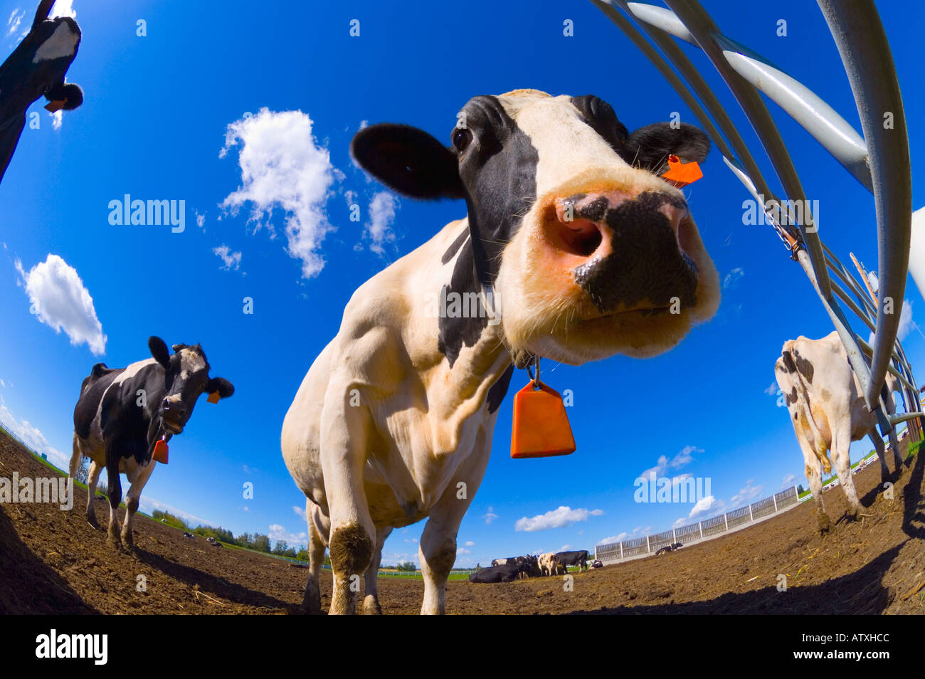 Animaux Banque D'Images