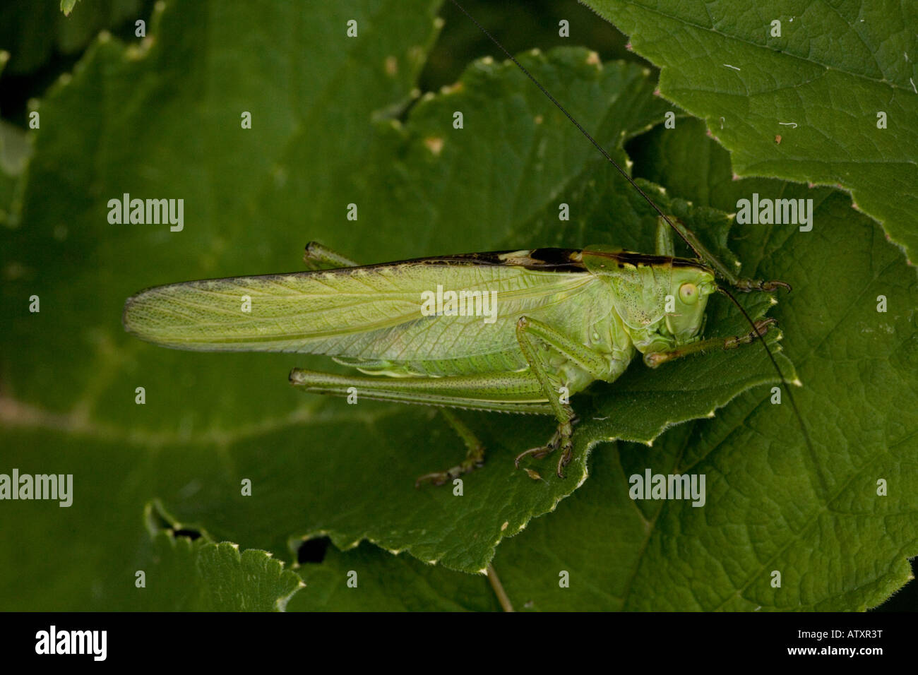 Bush vert Tettigonia viridissima cricket rare au Royaume-Uni Banque D'Images
