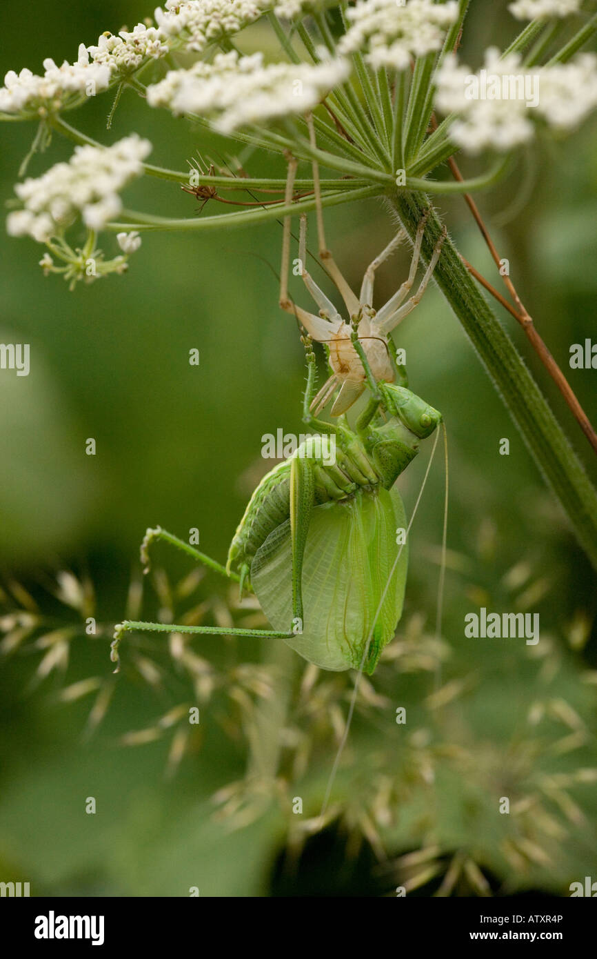 Bush vert Tettigonia viridissima dernier stade de cricket homme sortant de son cas nymphaux rare dans UK Banque D'Images