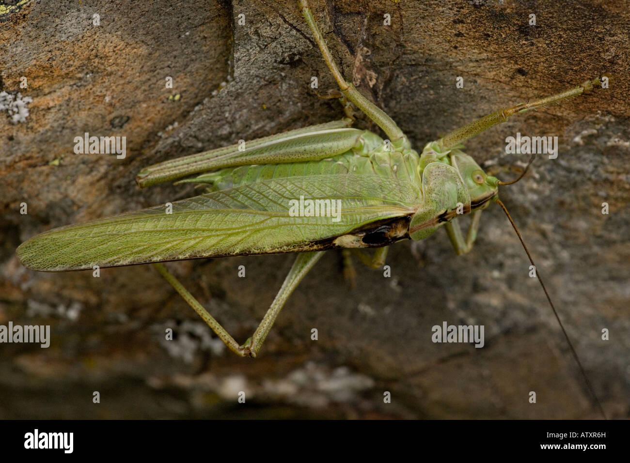 Bush vert Tettigonia viridissima cricket rare au Royaume-Uni Banque D'Images