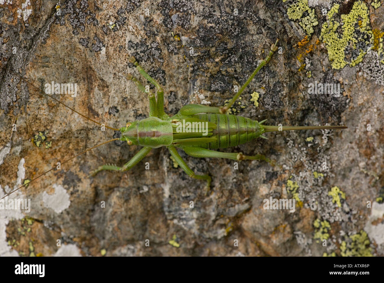Bush vert Tettigonia viridissima femelle immature de cricket sur rock rare au Royaume-Uni Banque D'Images