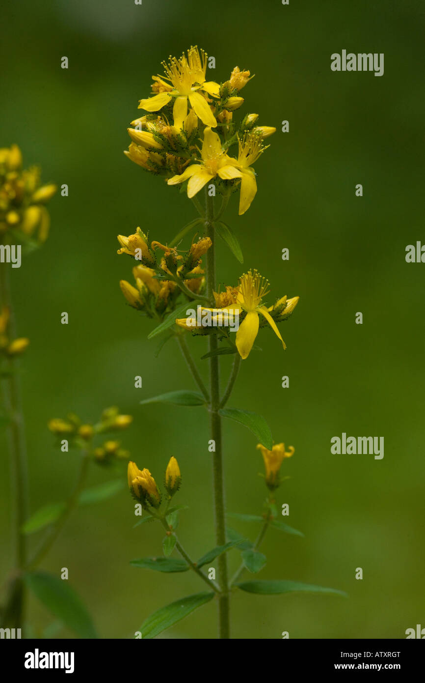 Millepertuis, Hypericum hirsutum, Banque D'Images