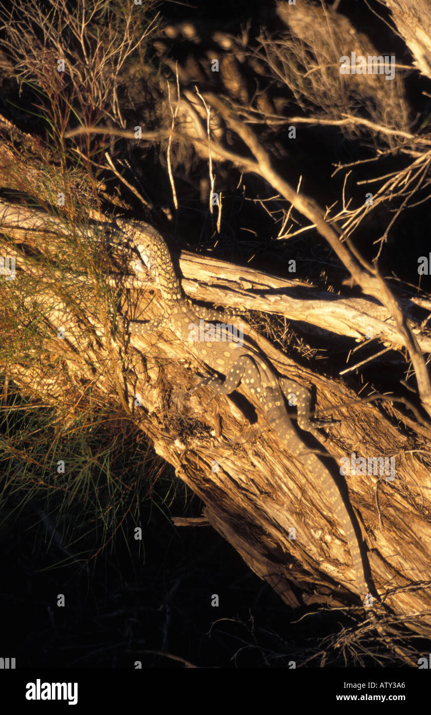 L'Australie du Sud jeune lézard perentie à Dalhousie Springs Banque D'Images