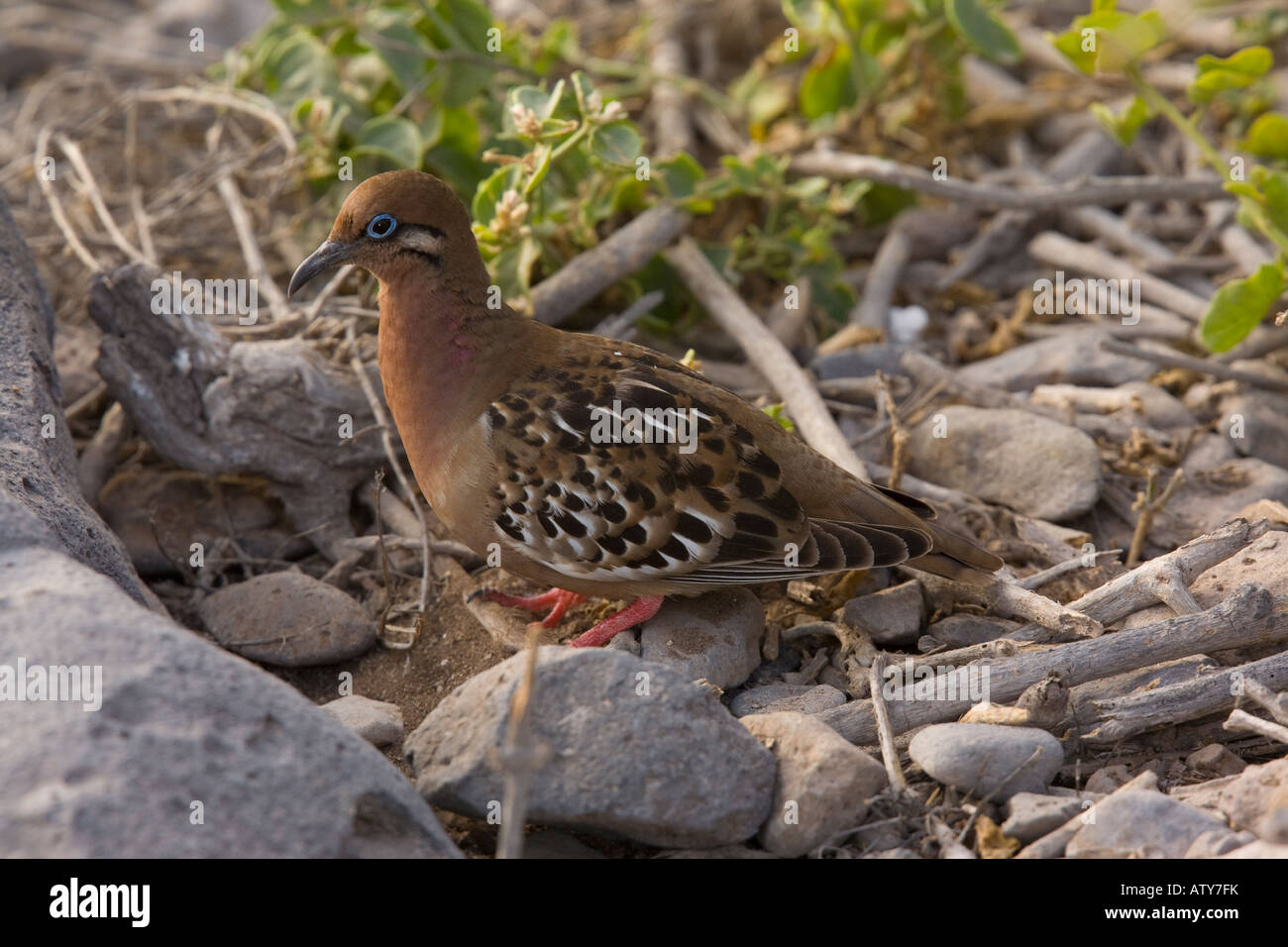 Galapagos Dove, Zenaida galapagoensis, Hood Galapagos Banque D'Images