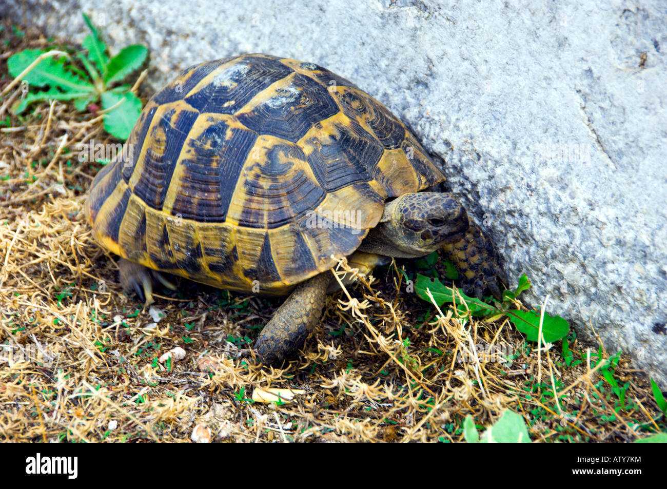 Une grande tortue explorer les ruines de l'ancienne Grèce Phillipi Banque D'Images