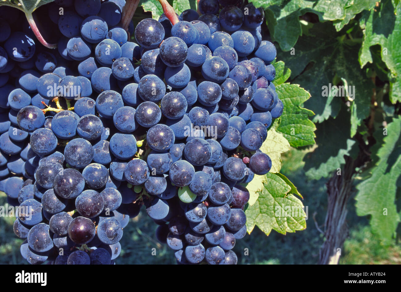Les raisins Concord sur vignes se complaisent dans la lumière chaude soirée Région de l'Okanagan, Colombie-Britannique Canada Banque D'Images Les raisins Concord sur vignes se complaisent dans la lumière chaude soirée Région de l'Okanagan, Colombie-Britannique Canada Banque D'Images