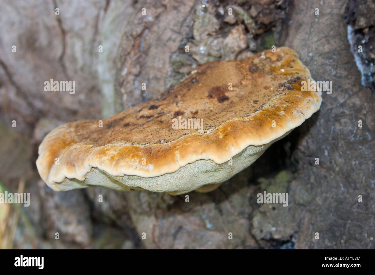 L'Inonotus hispidus champignons sur tronc d'arbre à larges feuilles Banque D'Images