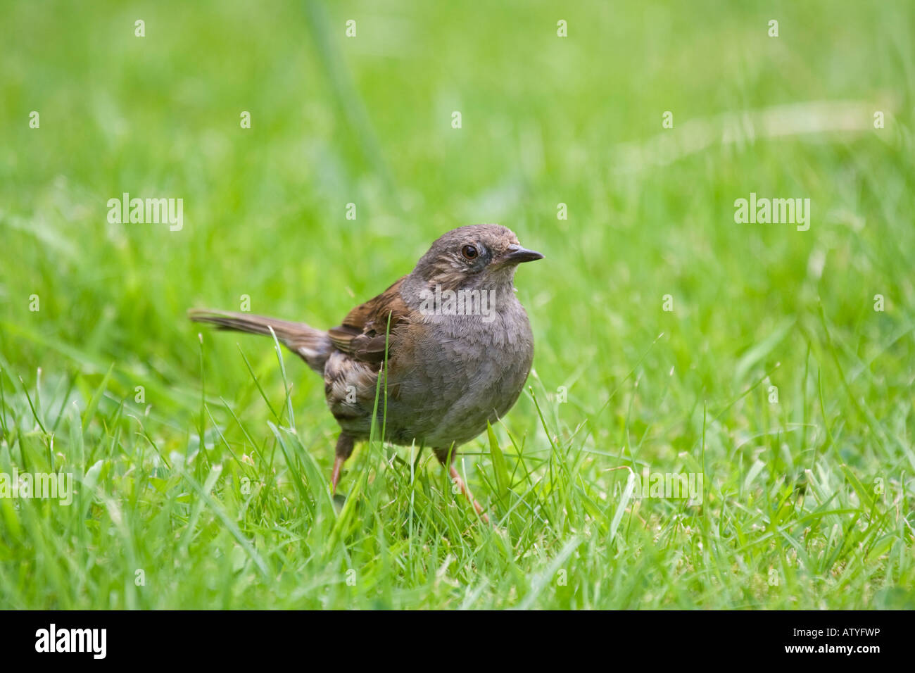 Nid juvénile on lawn Banque D'Images