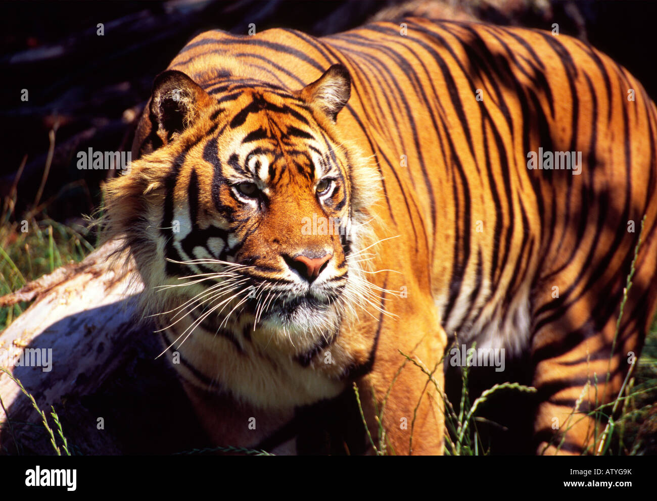 Tigre tigre Banque D'Images