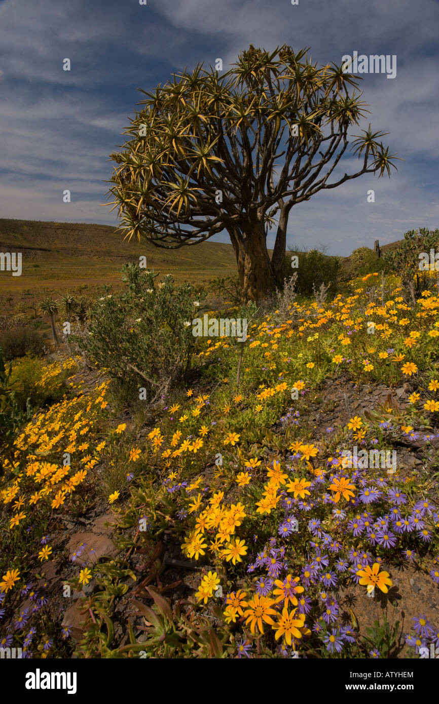 Kokerboom ou Aloe dichotoma Quiver Tree Forest dans un printemps fleuri sur le Nord plateau de Bokkeveld Cape Afrique du Sud Banque D'Images