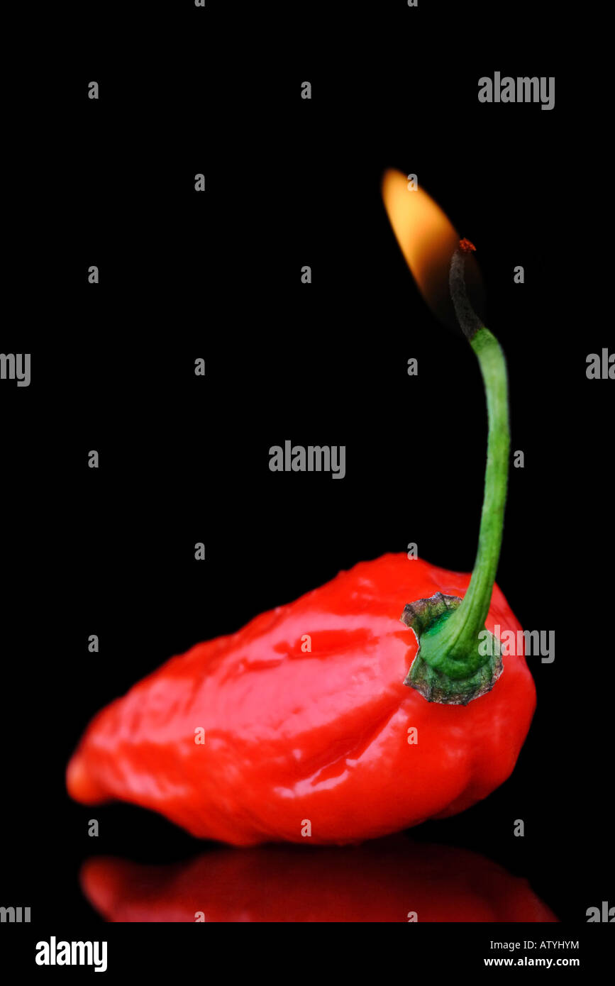 Naga Dorset poivre les plus chaudes dans le monde Banque D'Images