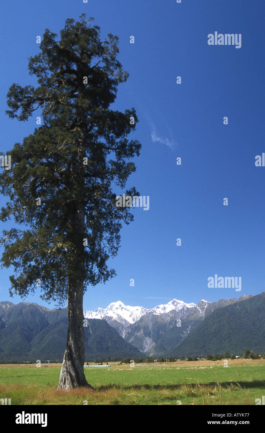 Le Mont Cook et le Mont Tasman vue depuis les plaines d'inondation de la rivière Cook près du lac Matheson dans le sud de l'île de la Nouvelle-Zélande Banque D'Images