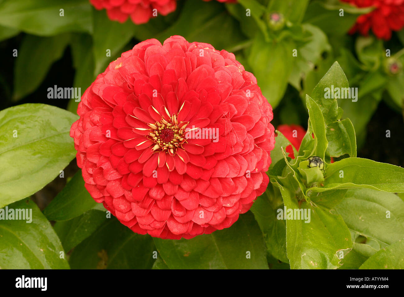 Zinnia elegans Scarlet Dreamland Banque D'Images