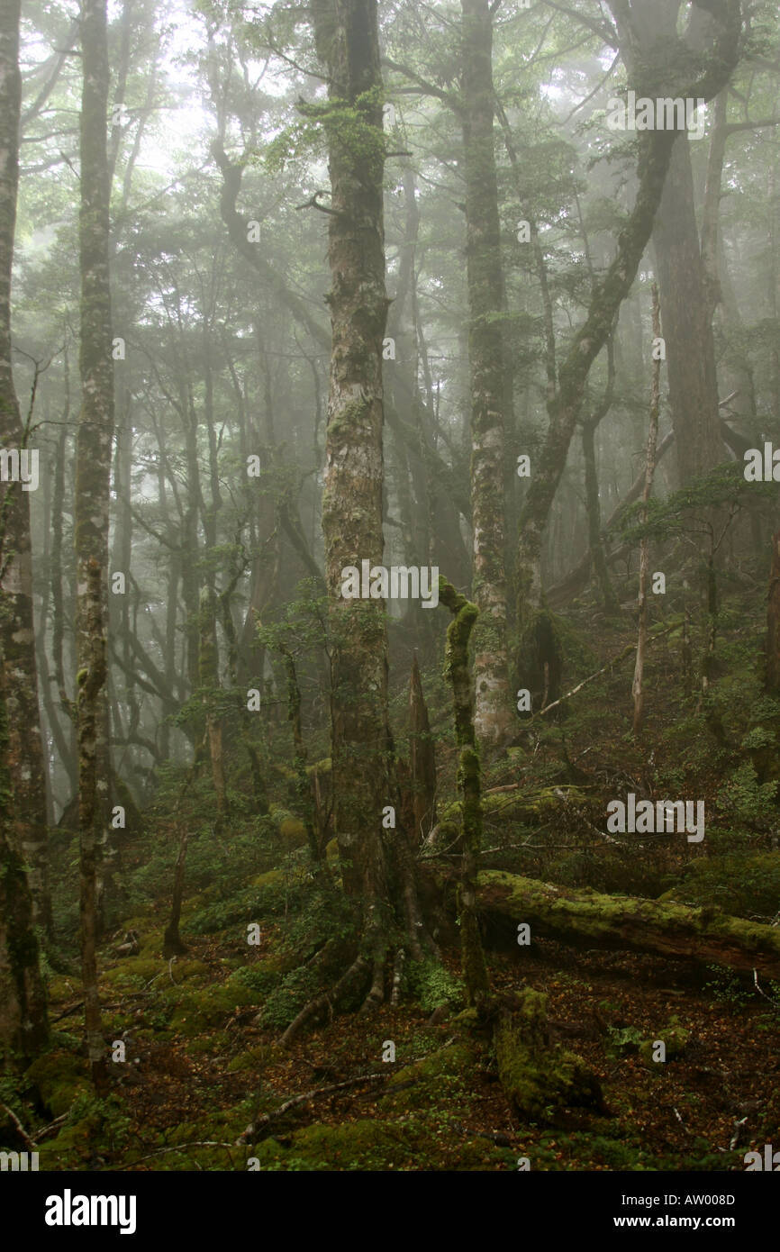 Brume matinale en forêt de hêtres Mt Arthur Selle Flore Le parc national de Kahurangi Nouvelle-zélande Banque D'Images