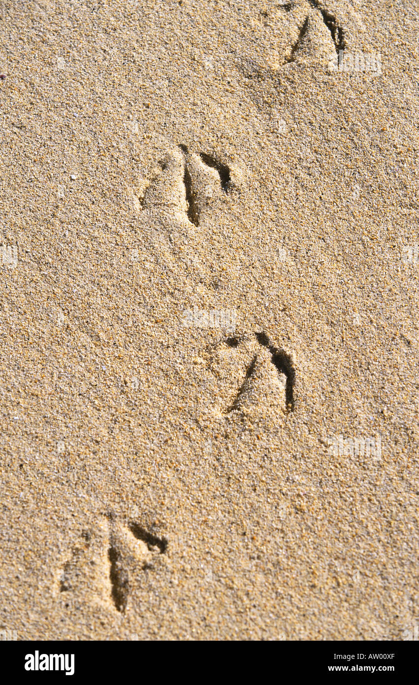 Détail d'empreintes laissées dans le sable par un oiseau dans l'entrée de Tasman Awaroa capable Parc National Banque D'Images