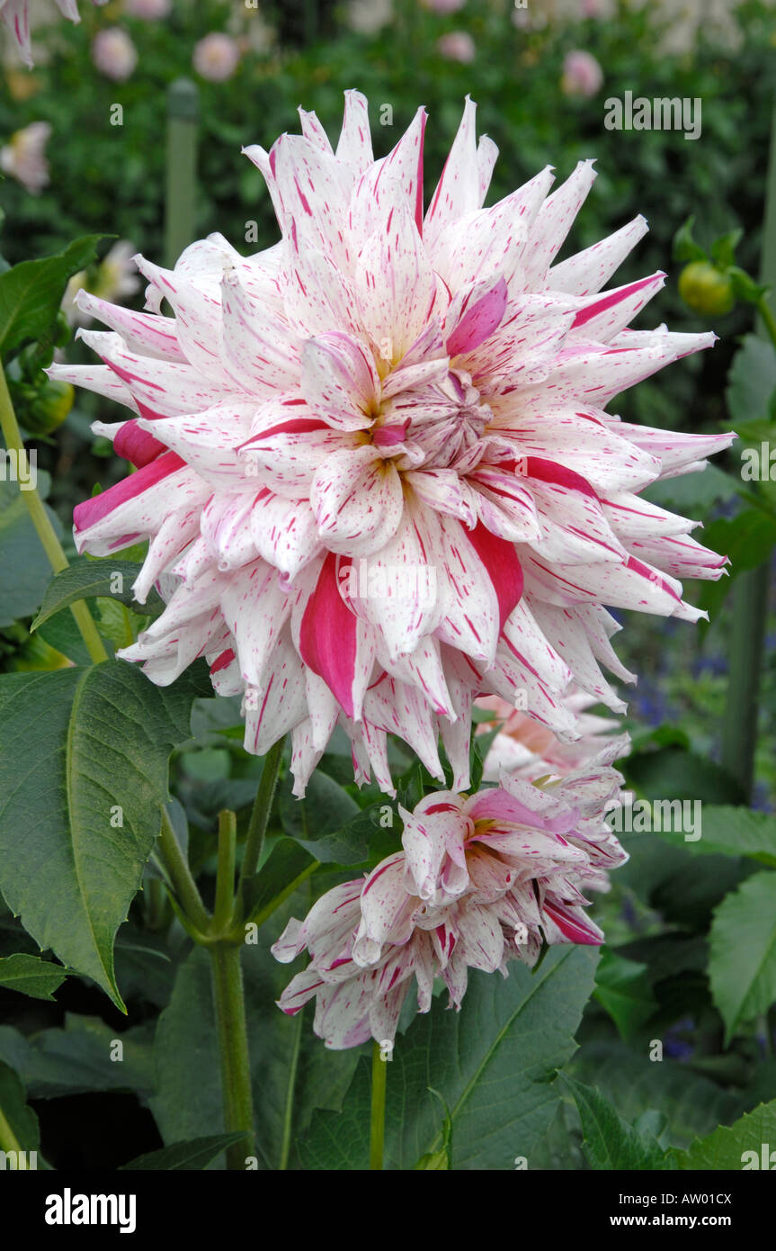 Semicactus floraison le dahlia (Dahlia Micks Peppermint) dans un jardin Banque D'Images