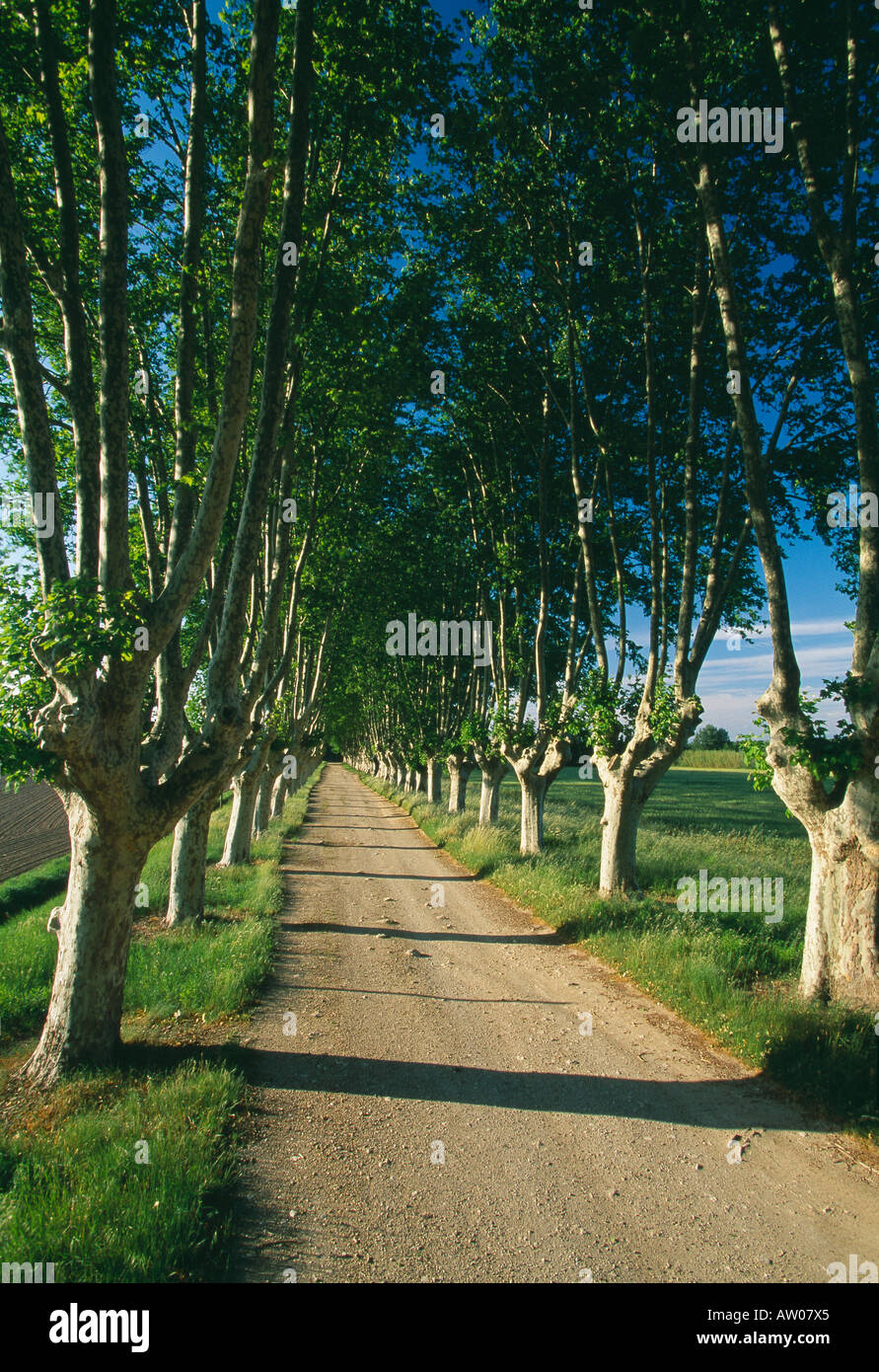 Une avenue d'arbres plantés le long d'une voie de pays nr St Remy de Provence Provence France Banque D'Images