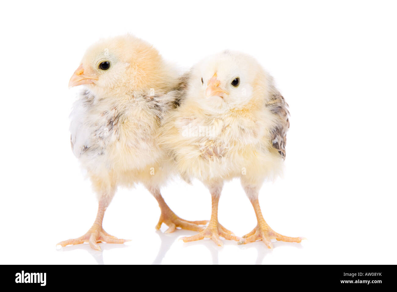 Adorables petits poulets vieux de deux semaines Banque D'Images