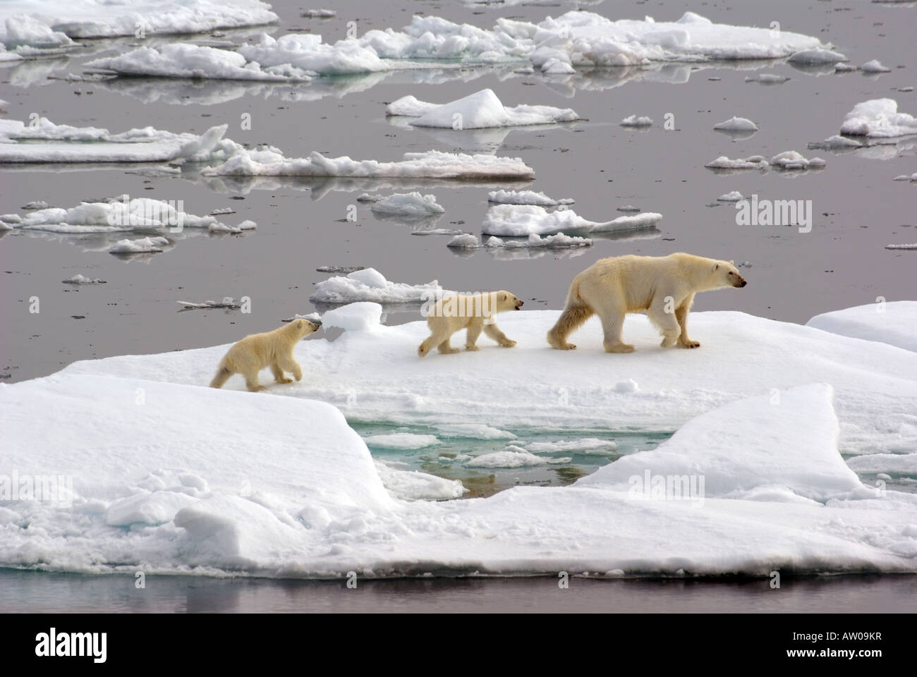 La famille de l'ours polaire sur la glace dans le détroit d'Hinlopen Svalbard Banque D'Images
