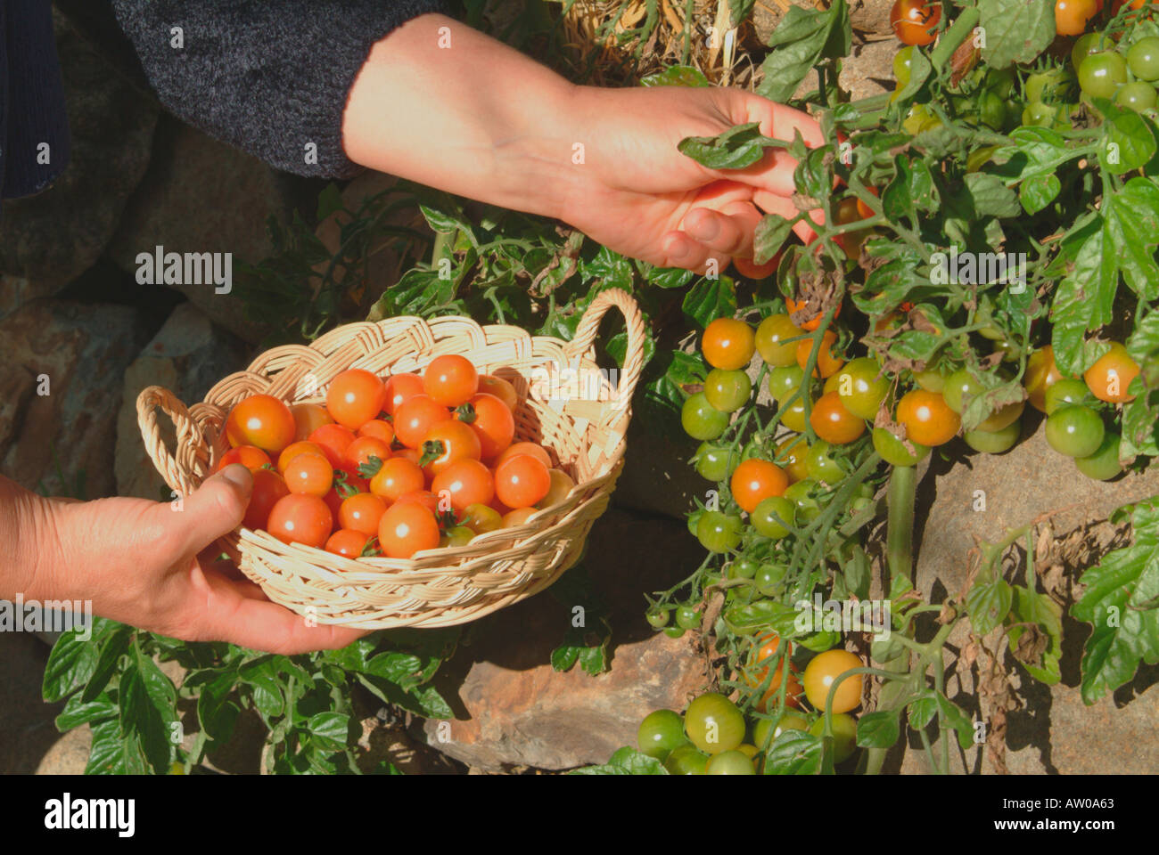 La cueillette des tomates cerises mûres Banque D'Images