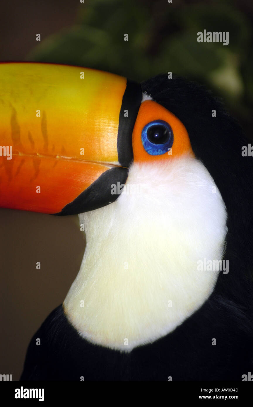 Toucan Toco toco Ramphastos oiseaux tropicaux de forêt tropicale, bec jaune énorme, corps noir, closeup portrait de profil Banque D'Images