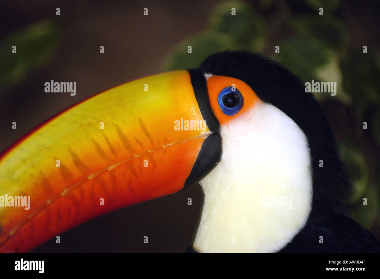 Toucan toco Ramphastos toco oiseau tropical de la forêt tropicale, bec jaune énorme, corps noir, closeup portrait de profil Banque D'Images