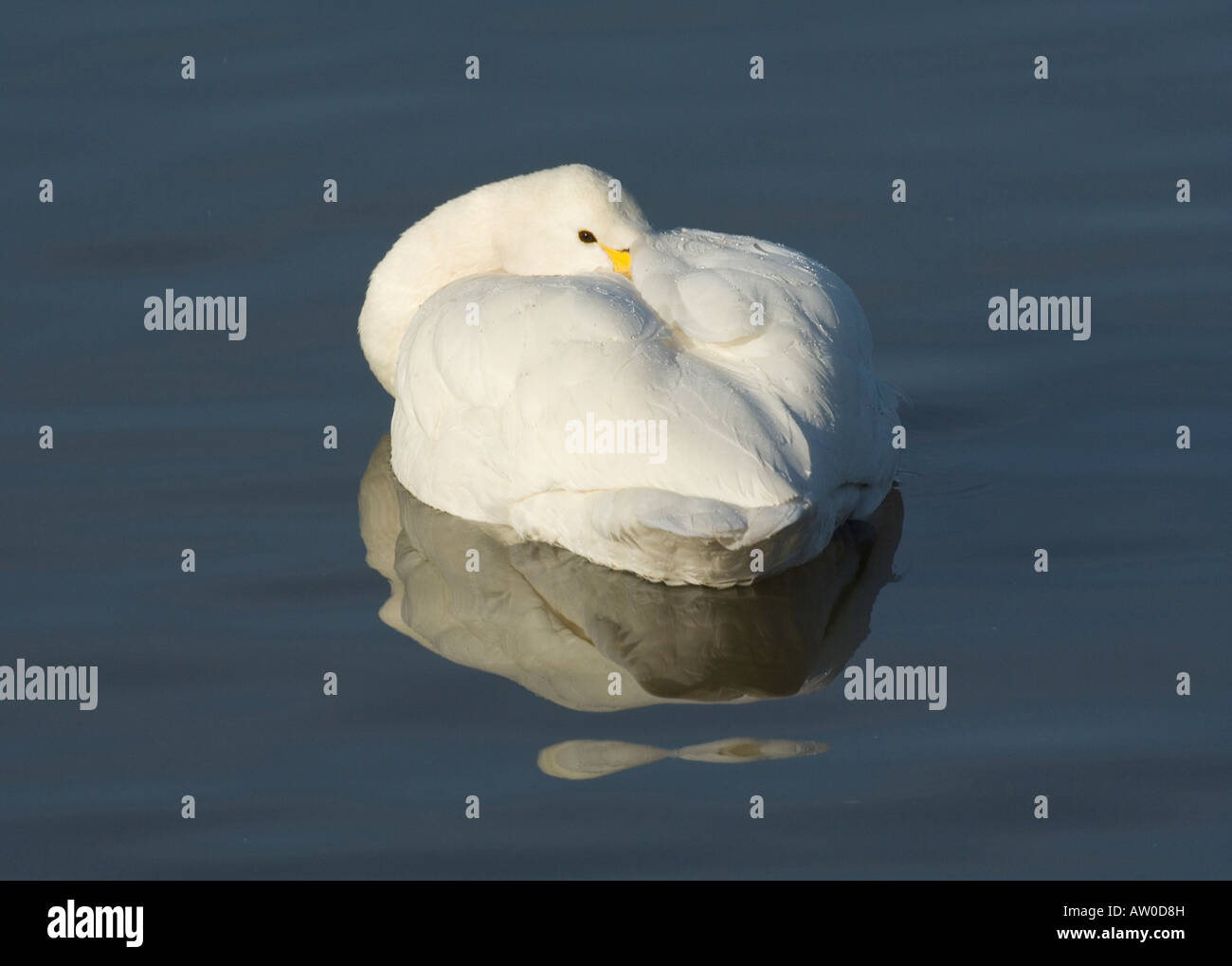 Cygne chanteur au repos, au Royaume-Uni, l'hiver Banque D'Images Cygne chanteur au repos, au Royaume-Uni, l'hiver Banque D'Images