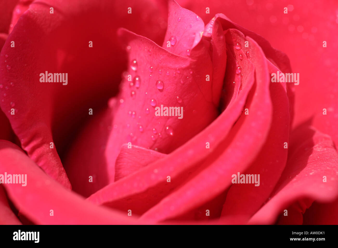 Une rose de l'île de Chypre Grèce Europe Banque D'Images