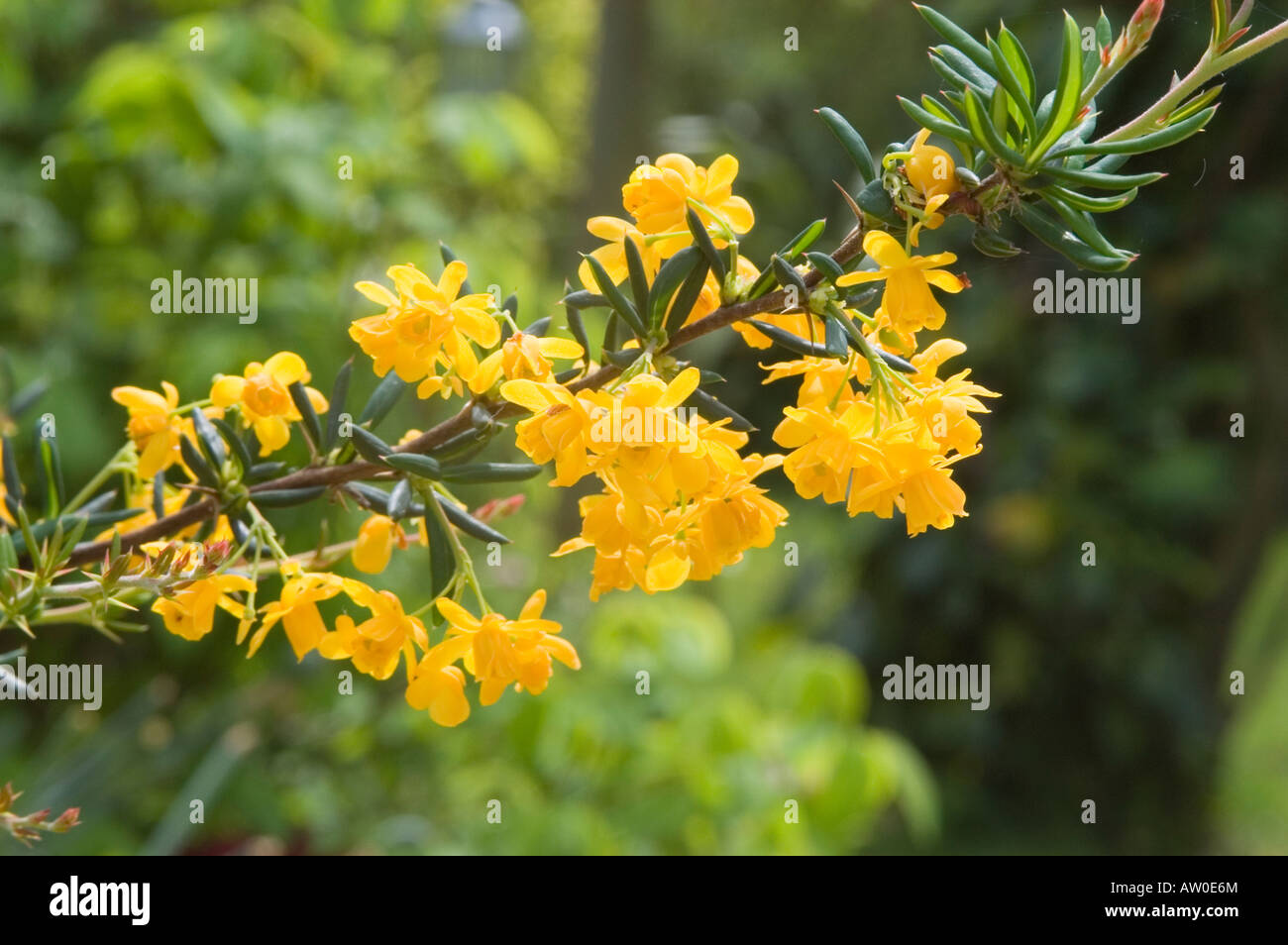 Berberis darwinii Banque D'Images