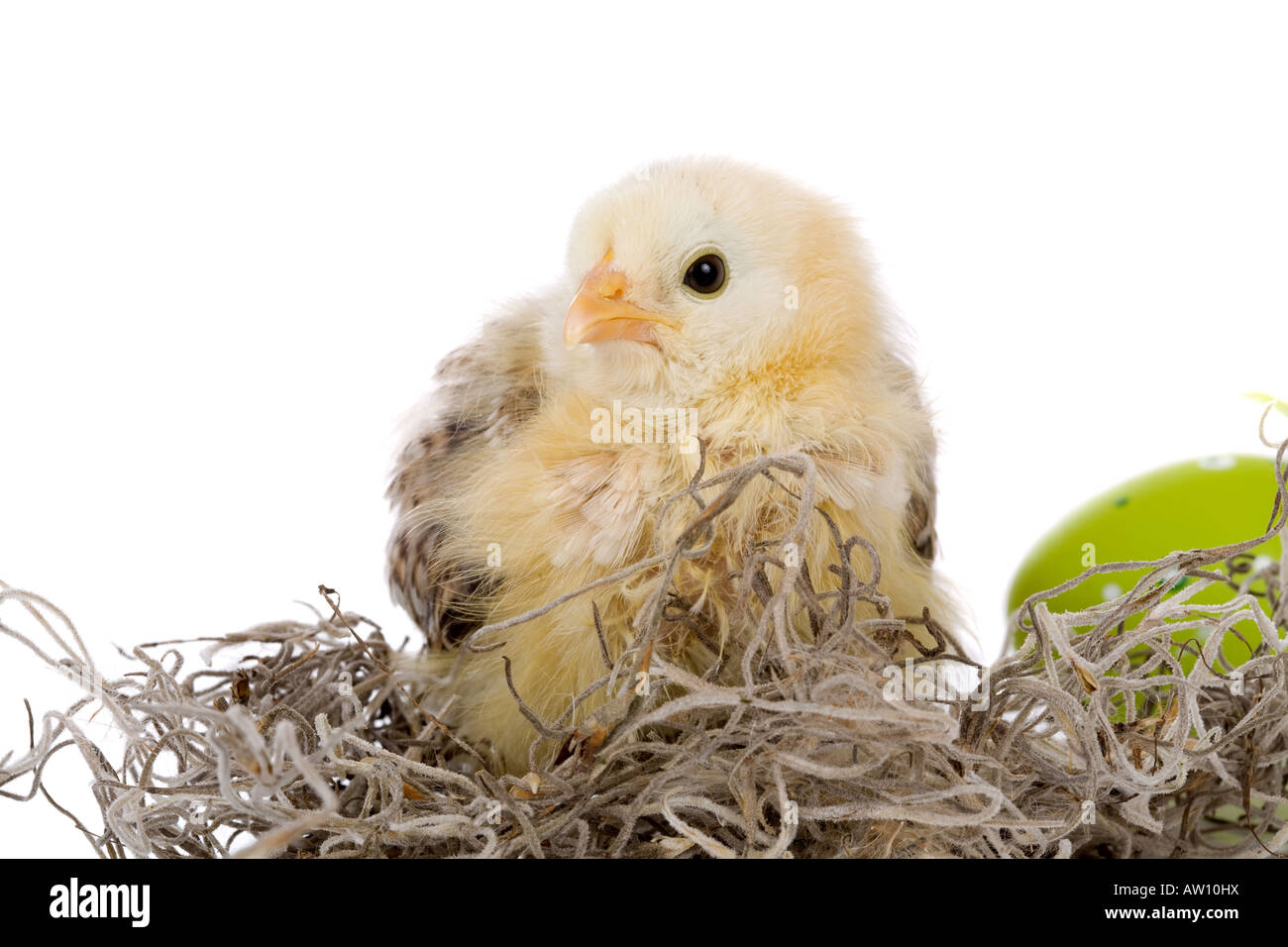Cute little chicken assis sur un nid avec des oeufs de pâques Banque D'Images