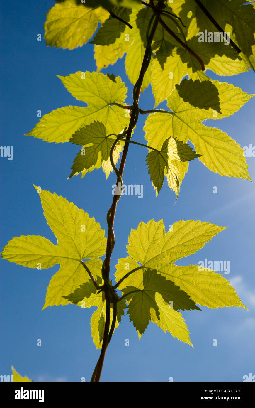 HUMULUS LUPULUS 'AUREUS' HOUBLON Doré, Banque D'Images