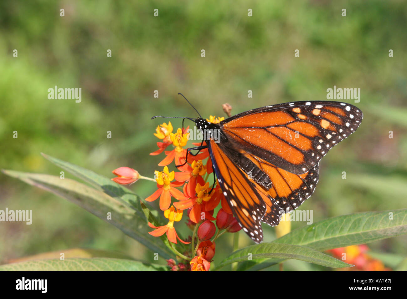 Un papillon sur l'alimentation à l'asclépiade Harry P Leu Gardens à Orlando FL Banque D'Images