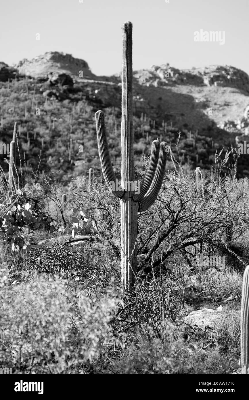 Un paysage noir et blanc photo du désert de Sonora, avec un imposant cactus Saguaro. Banque D'Images