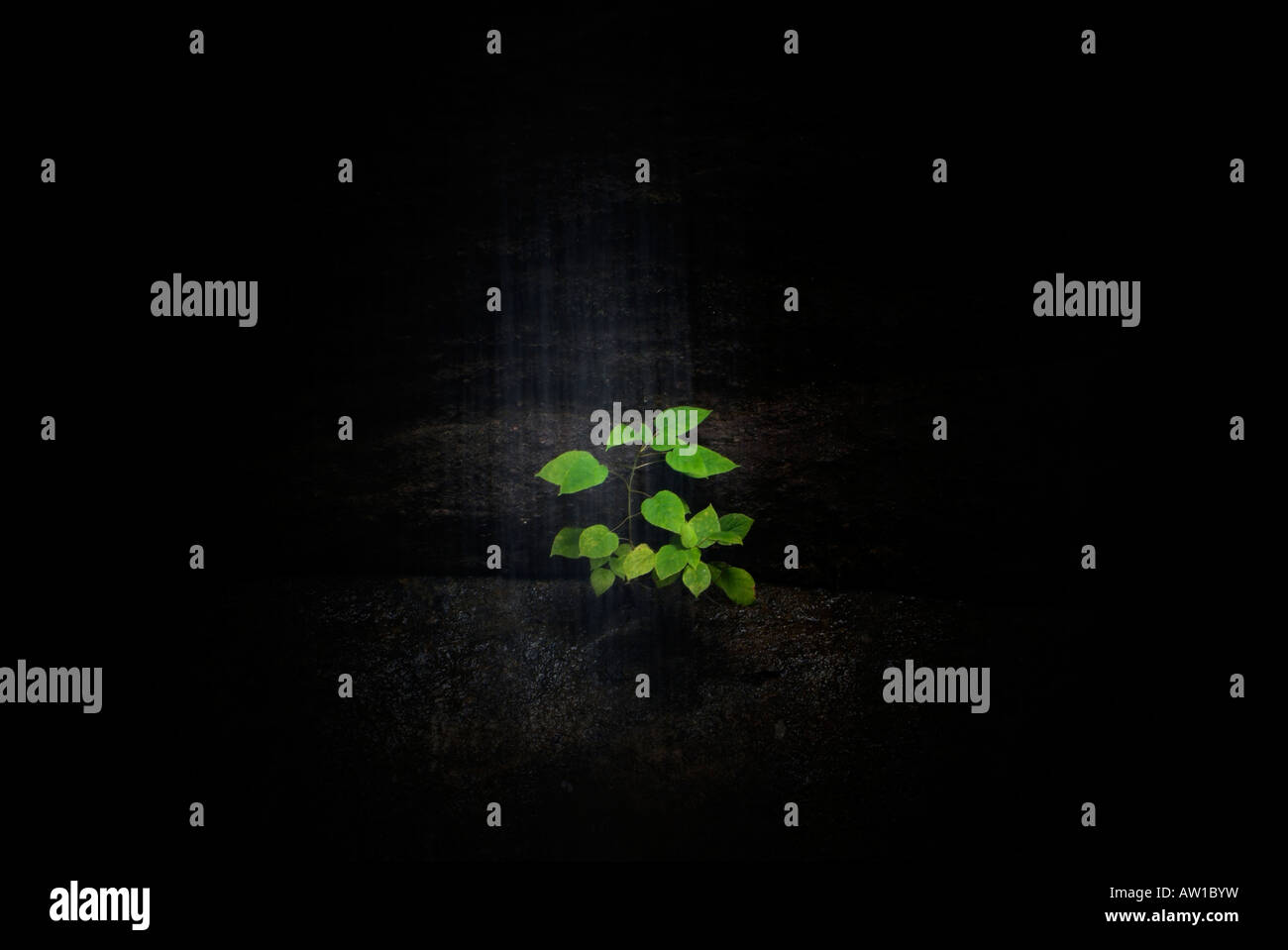 Petit arbre vert et lumineux spotlit par un faisceau de lumière avec un fond noir Banque D'Images