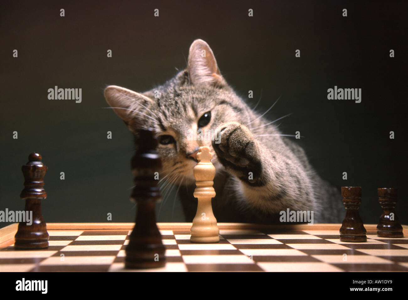 Check mate chat de maison Banque D'Images