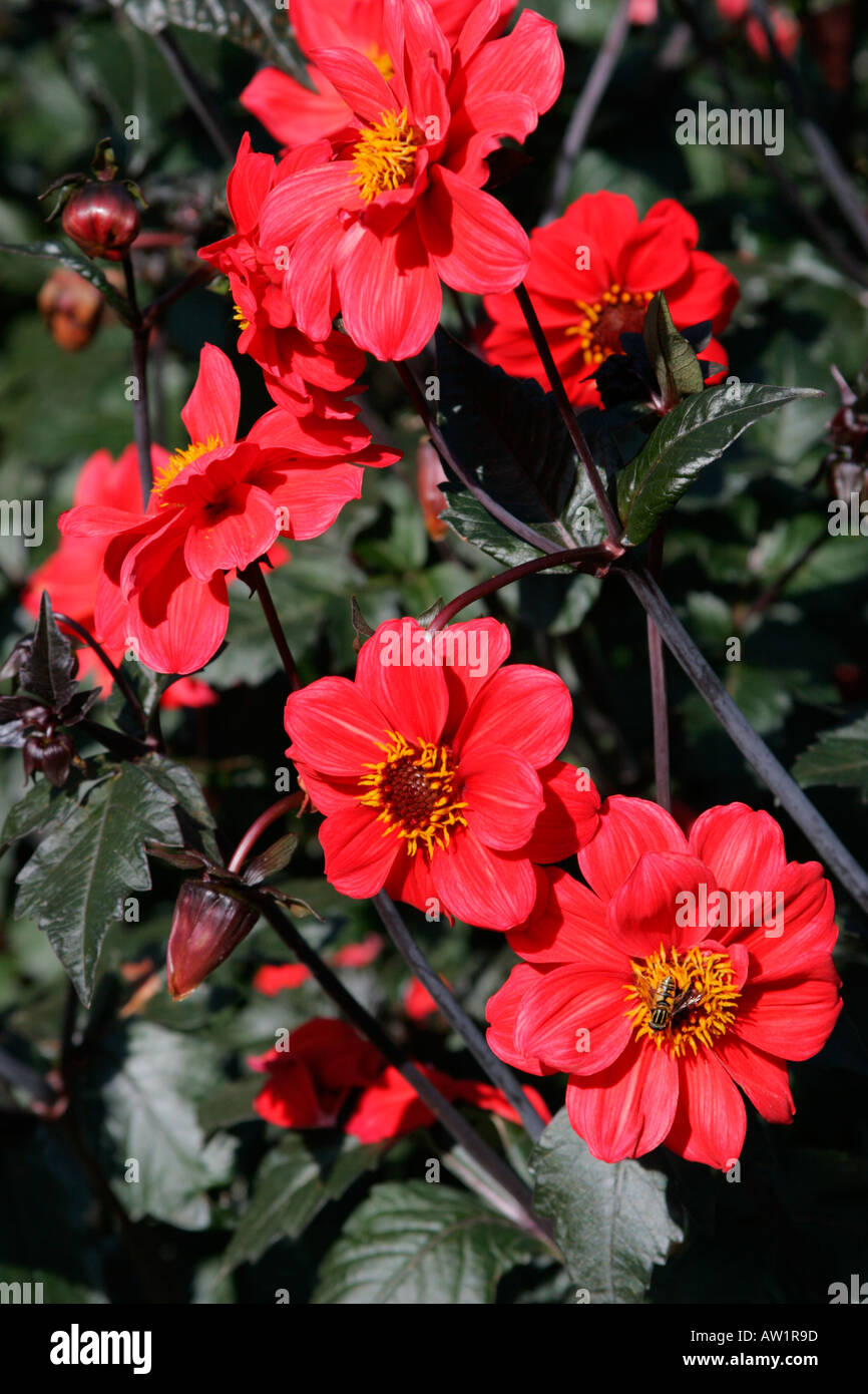 Fleurs rouge écarlate de collarette Dahlia évêque de Llandaff Banque D'Images