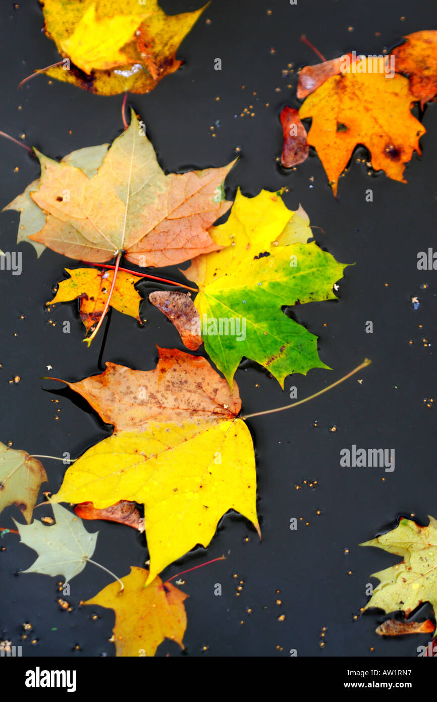 Automne feuilles flottant sur l'étang des couleurs d'image Banque D'Images