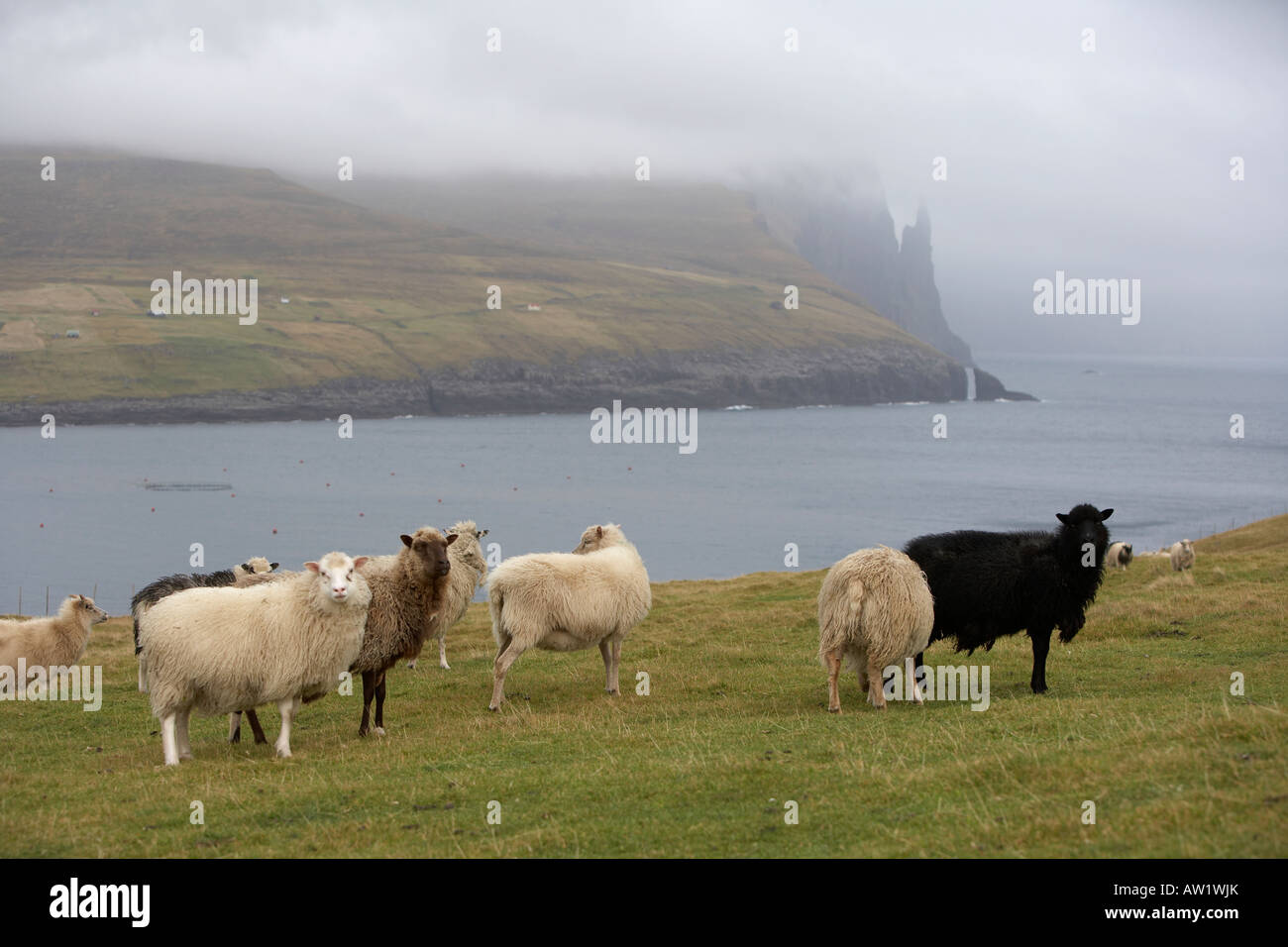 Noir et blanc, de moutons, de Vagar et Îles Féroé Banque D'Images