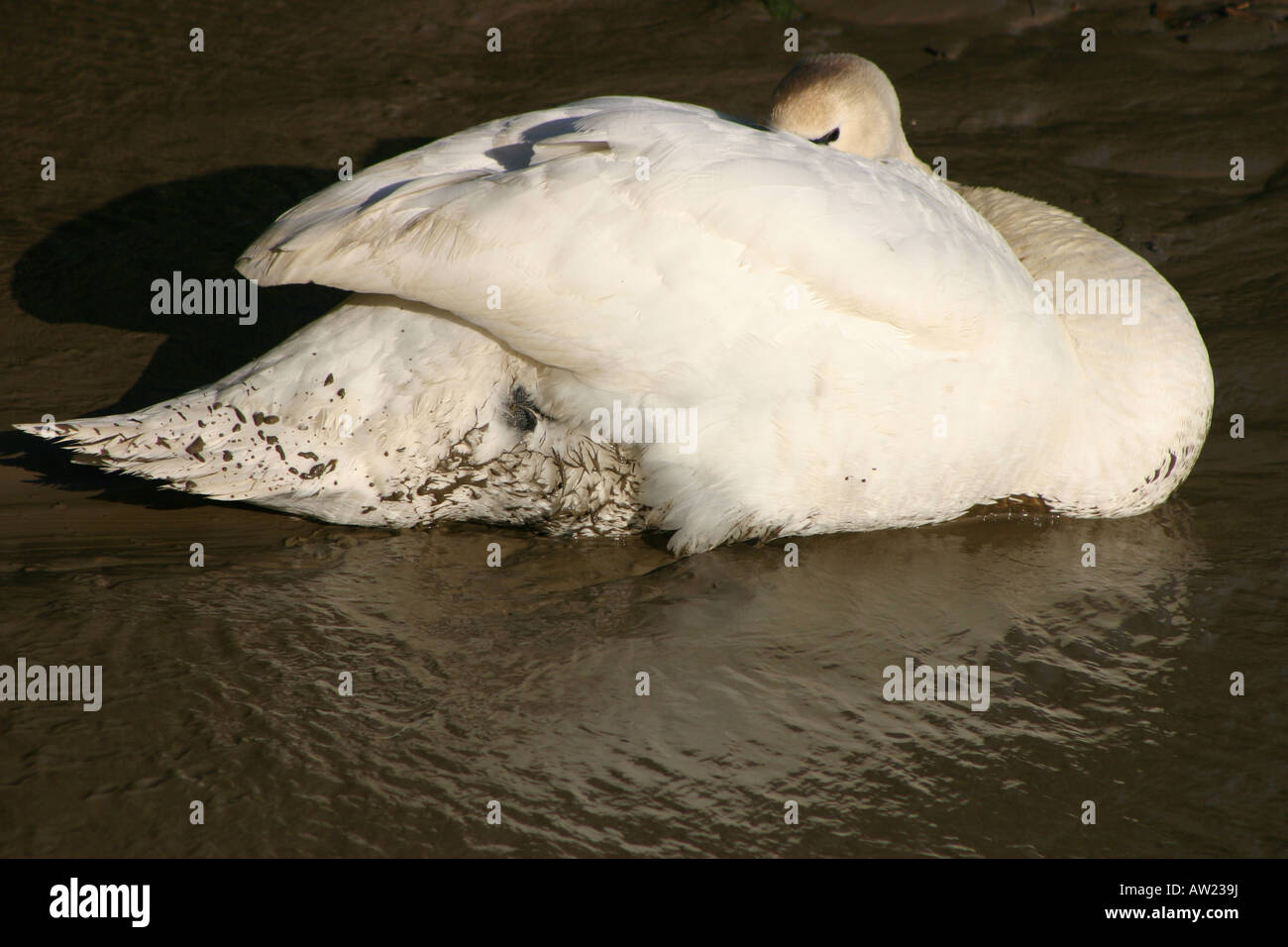 White cygne muet au lissage dans mudbank à marée basse Banque D'Images