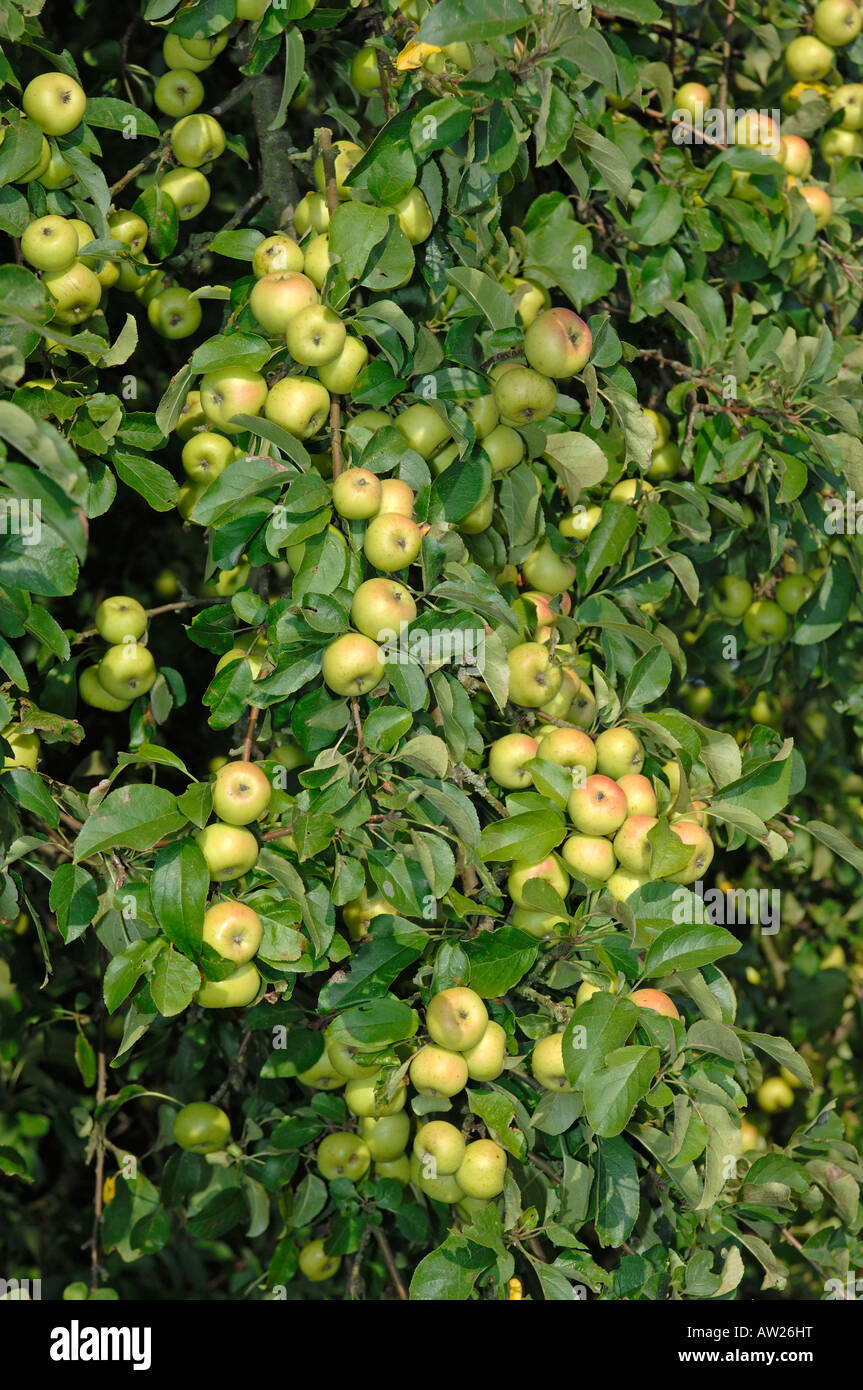 Pommetier (Malus sylvestris), ce qui est ramitas avec des pommes sur un arbre Banque D'Images
